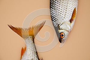 The head and tail of river roach fish on orange background. Concept of kitchen, food preparation, shop windows, market. Fishing
