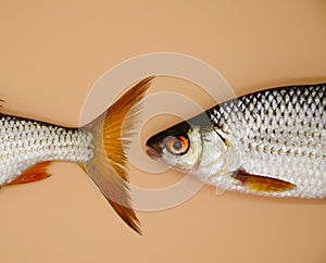 The head and tail of river roach fish on orange background. Concept of kitchen, food preparation, shop windows, market. Fishing