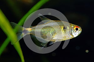 Head-and-taillight tetra