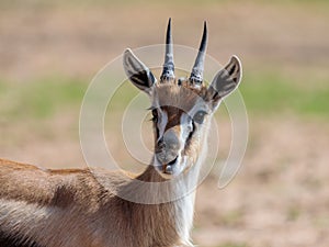 The head of the Thomson`s gazelle Eudorcas thomsonii on a sunny day