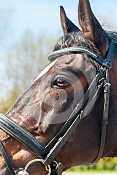 Head of thoroughbred brown horse in bridle, eye in close up.