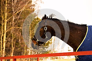 Head of a thoroughbred horse