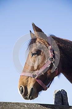 Head of a thoroughbred saddle horse when looking over wooden cor