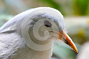Head of a threatened kagu bird in profile view