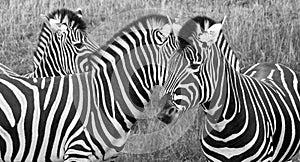 Head of three plains zebras, photographed in monochrome at Port Lympne Safari Park, Ashford, Kent UK.