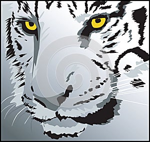 Head of a tiger