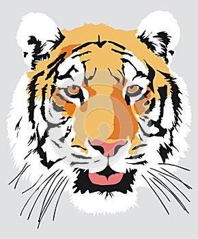 Head of a tiger