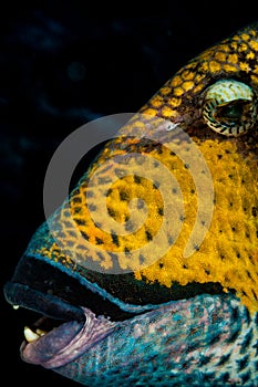 Underwater macro creatures in the Maldives
