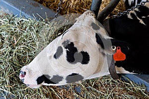 Head, top view of resting, solitary white spotted cow in cowshed, waiting for automatic industrial milking system in