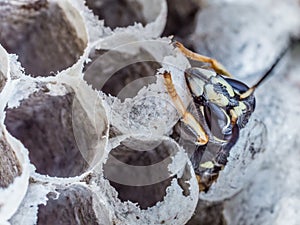 Head and torax of a wasp emerging from a wasps nest photo
