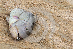 Head tropical fish sharp teeth gills on a sand background ejected on the ocean close-up photo
