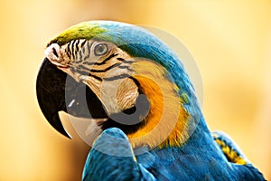 Head of tropical wild parrot.