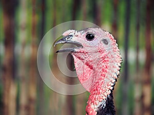The head of a Turkey. Beautiful, scary bird