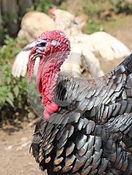 head of turkey and the red protuberance over the beak called sno