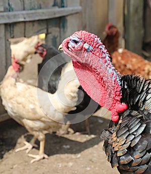 turkey and the red protuberance over the beak called snood and t photo