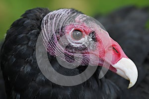 Head of Turkey Vulture