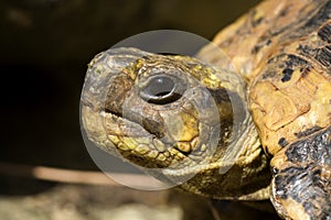 Head turtle