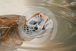 The head of a turtle in close-up emerging from the water