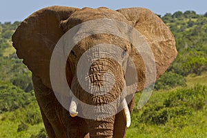 Head and tusks portrait of an african elephant