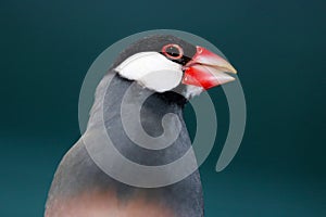 Head of a twittering java sparrow in front of a dark bluish gray background