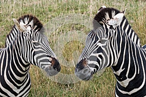 Head of two plains zebras, photographed at Port Lympne Safari Park, Ashford, Kent UK.