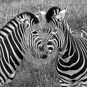 Head of two zebras, photographed in monochrome at Port Lympne Safari Park, Ashford, Kent UK.