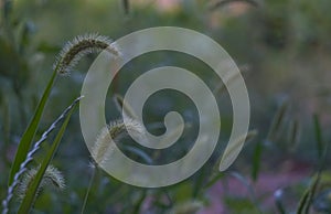 A head of unripe barley