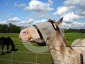 Testa su un cavallo 