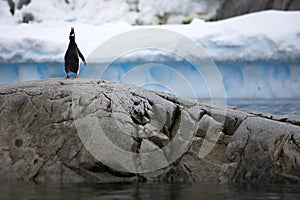 Head up penguin with Ãâ¦cean and thick layer of snow on the background photo