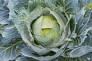 Head of a vegetable plant white cabbage.