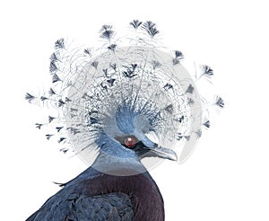 Head of Victoria Crowned Pigeon