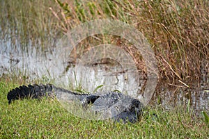 Head on view of an alligator in the grass in Everglades National Park