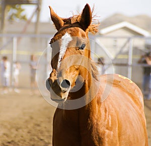 Head on view of a brown horse with brown mane at the Bucking Horse sale in Miles City Montana