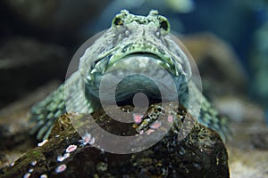 Head on view of froglike Cabezon scaleless fish resting on rock