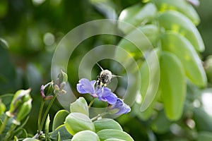 Head-on View of a Honeybee Gathering Pollen from the Purple Flowers of a Lignum Vitae Tree