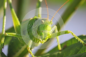 Head view macro close-up Great Green Bush-cricket, Tettigonia vi