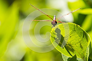 Head on View:Male Calico Pennant Dragonfly on Leaf with Shadow