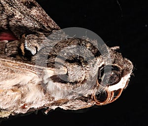 Pink-spotted hawkmoth head photo