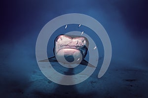 Head on view of a tiger shark