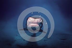 Head on view of a tiger shark photo