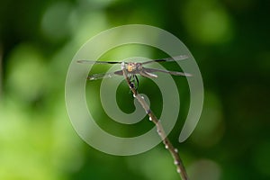 Head on view of Widow Skimmer dragonfly on a small stick