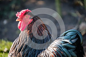 Head view of a young Wynadotte cockerel seen in a private garden.