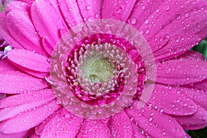 Head of violet gerbera flower 4