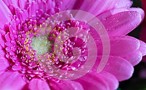 Head of violet gerbera flower 1