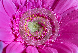 Head of violet gerbera flower 3