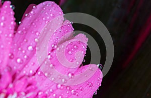 Head of violet gerbera flower 7