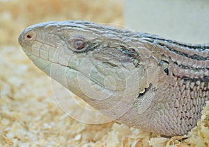 Head of viviparous reptile in a zoo macro