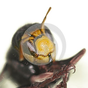 Head of a wasp