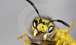 Head of wasp in grey background