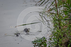 Head of a water monitor as pokes out it swims by the shore a a lake